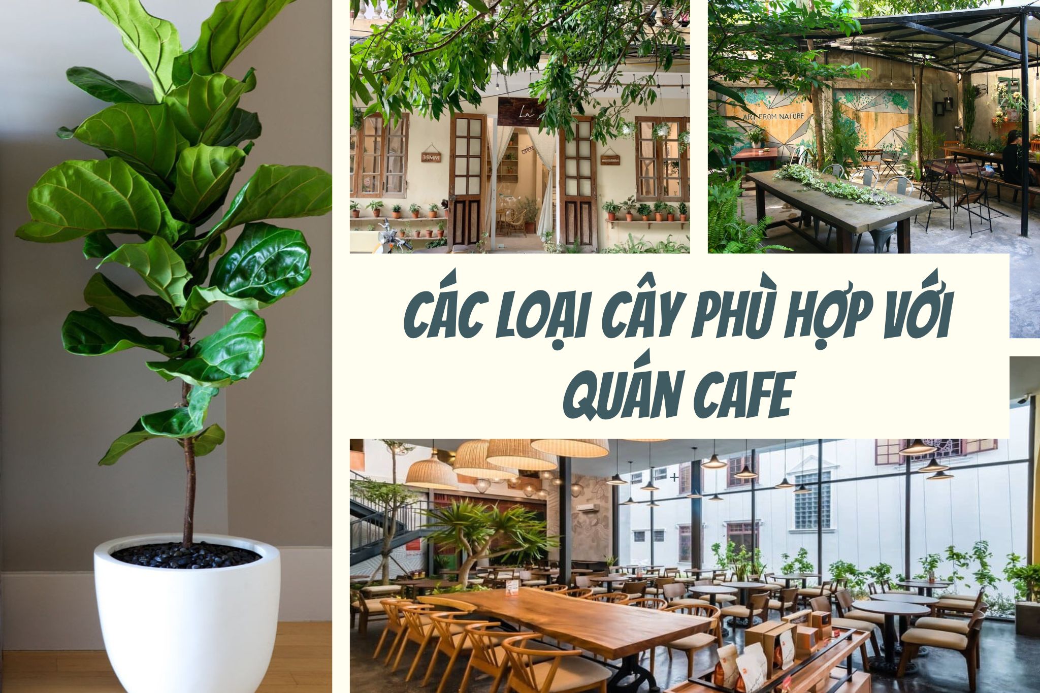 Các loại cây cho quán cafe